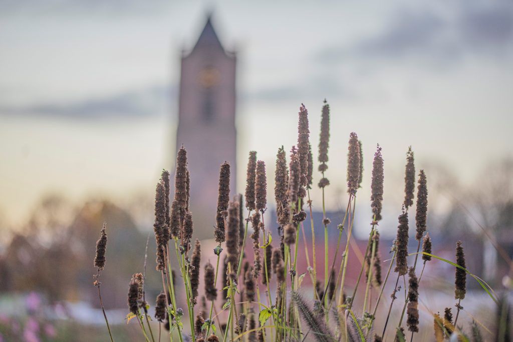 Vlindertuin De Zindering