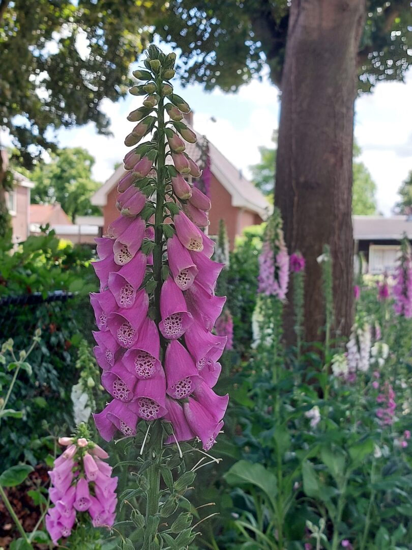 Proeftuin-9